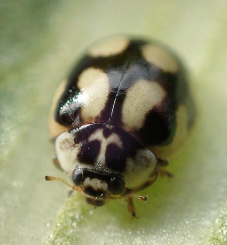 Réf. 221 130 : Adalia decempunctata